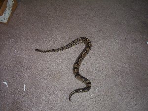 A couple of my snakes and their old home