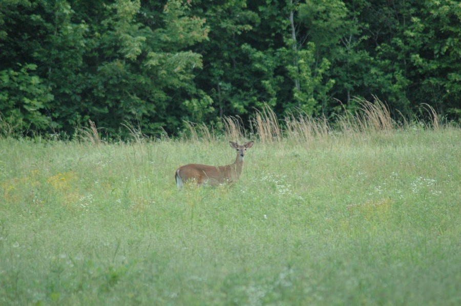 buckinvelvet
