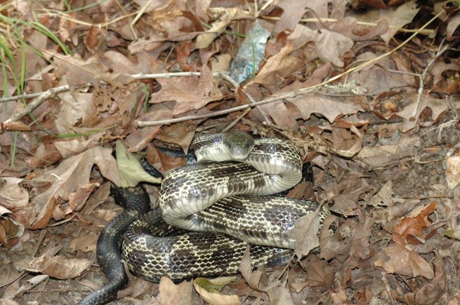 ratsnake