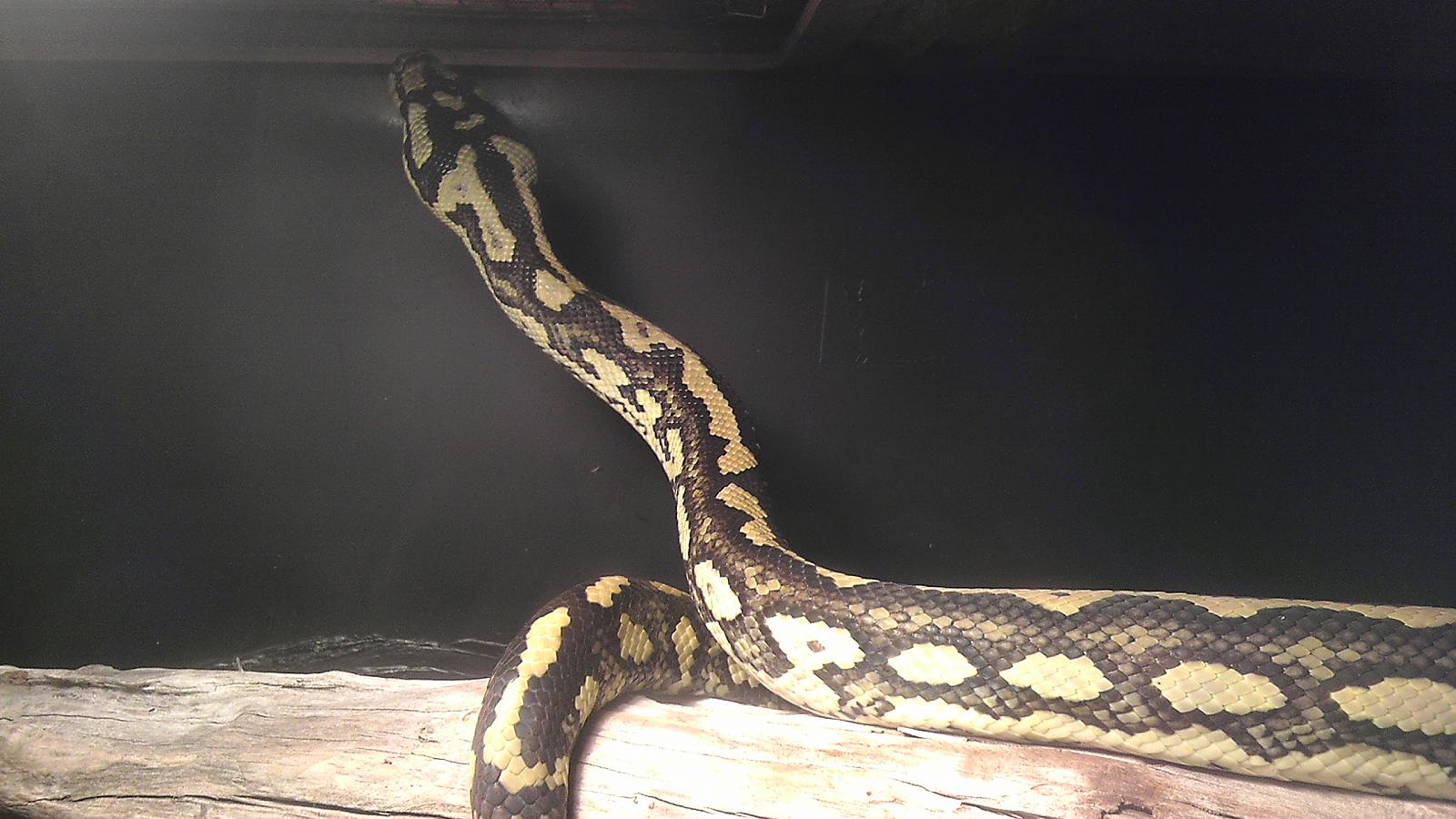 new rescue