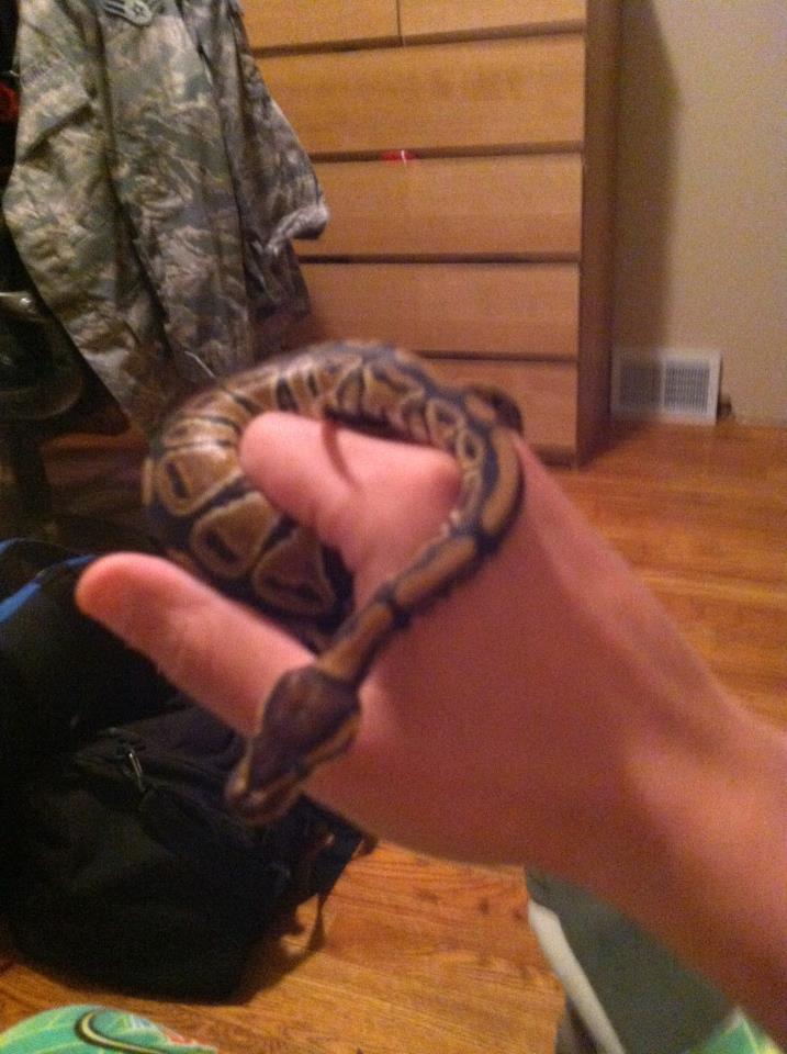 First Ball Python