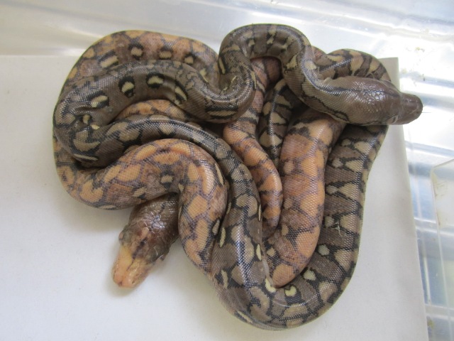 brindle paradox