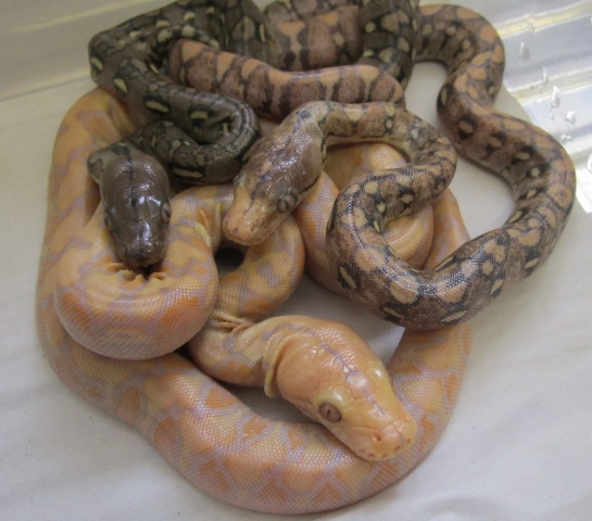 brindle trio