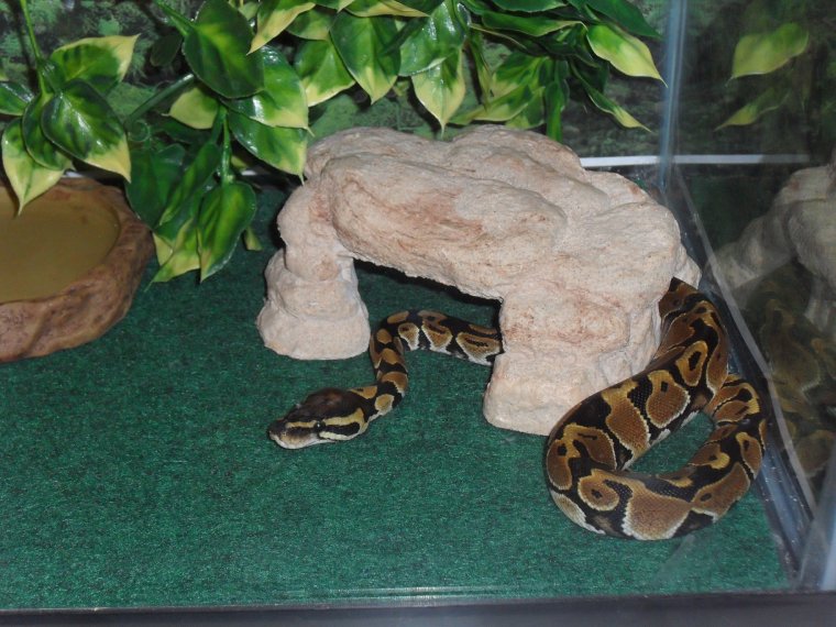 Ball Python 9/01/12