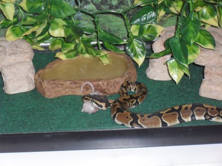snakeeats2 705133