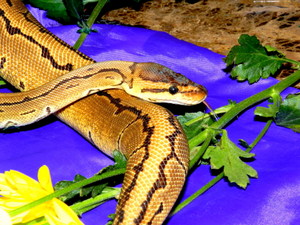 Pinstripe Female