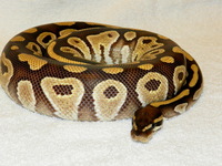 Mojave Male