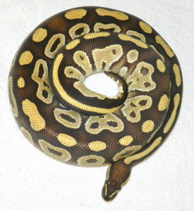 Mojave Male