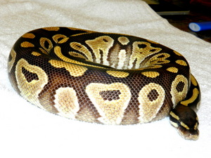 Mojave Male