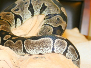 Axanthic Female