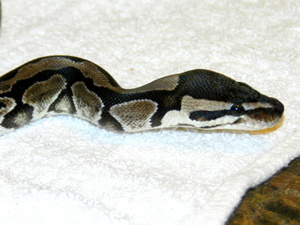 Axanthic Female