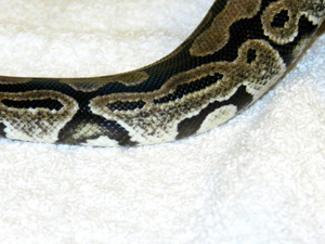 Axanthic Female