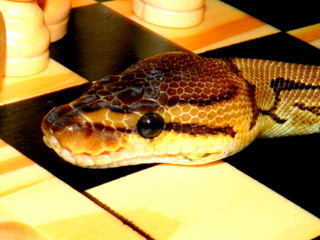 Pinstripe Female