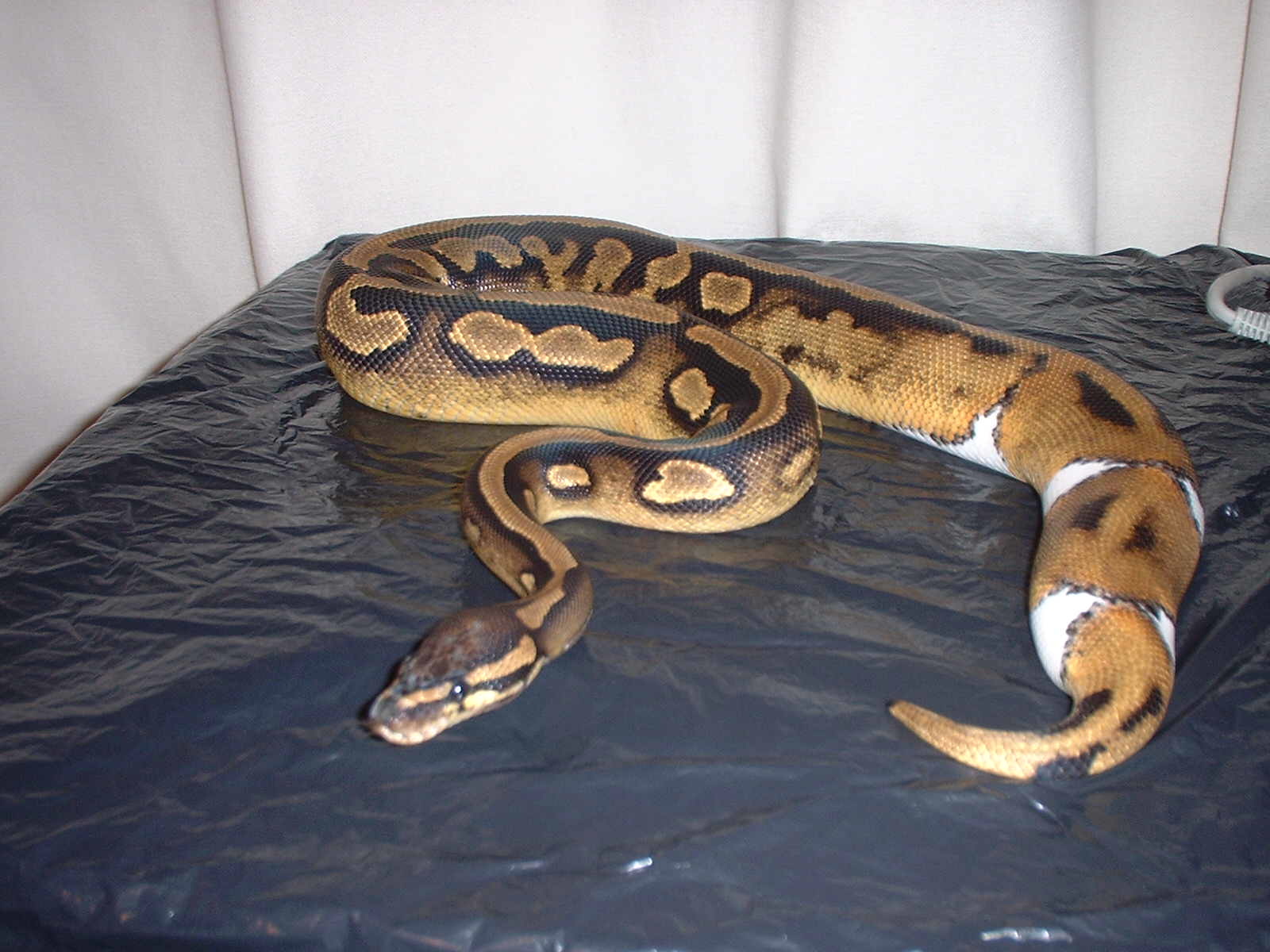 some of my morphs