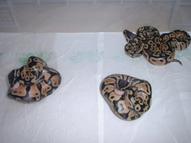 Baby Pastels