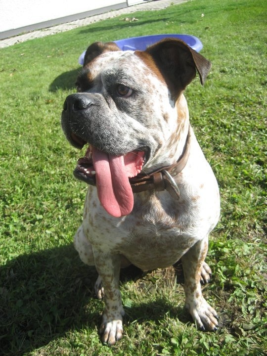 arlo