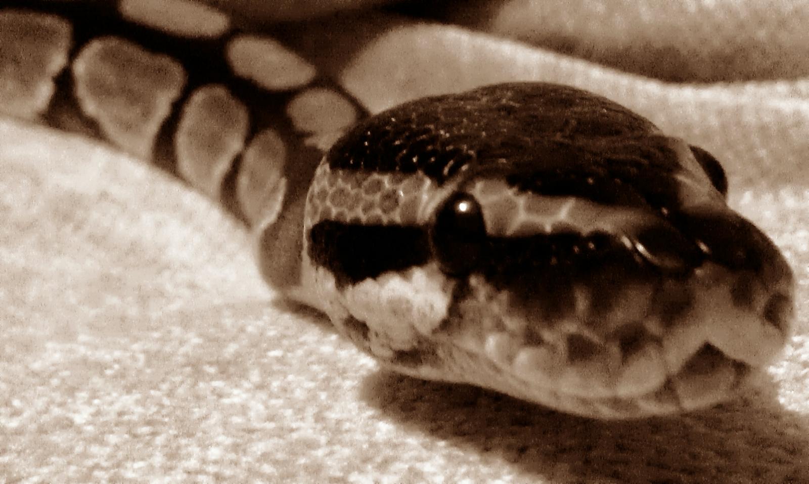 Peanut head shot.