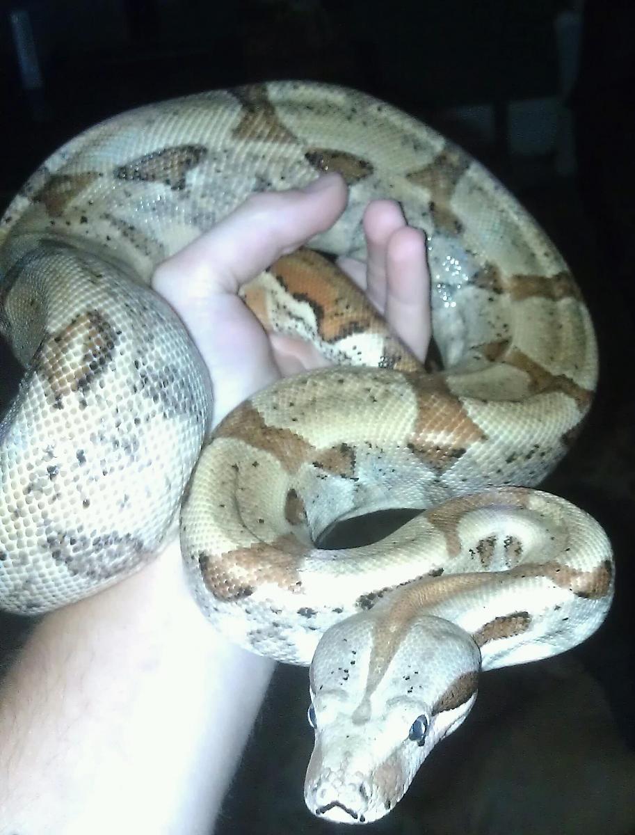 Apollo, Rocky's new brother.