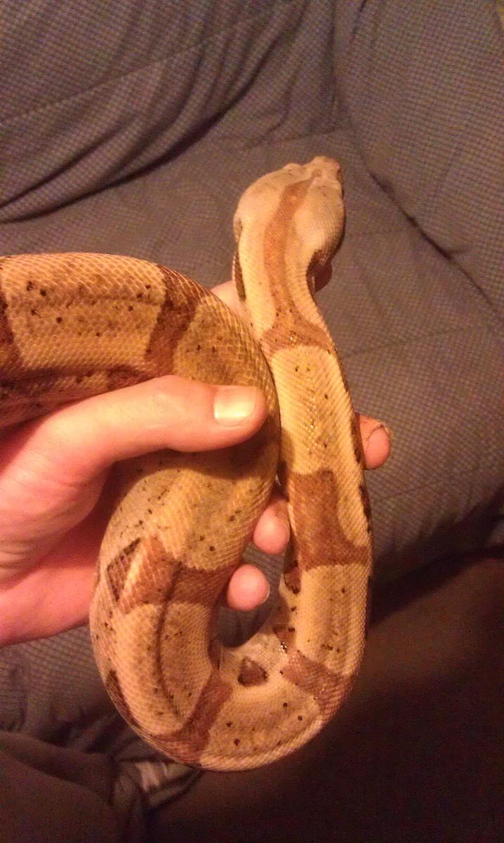 Random pic of Apollo