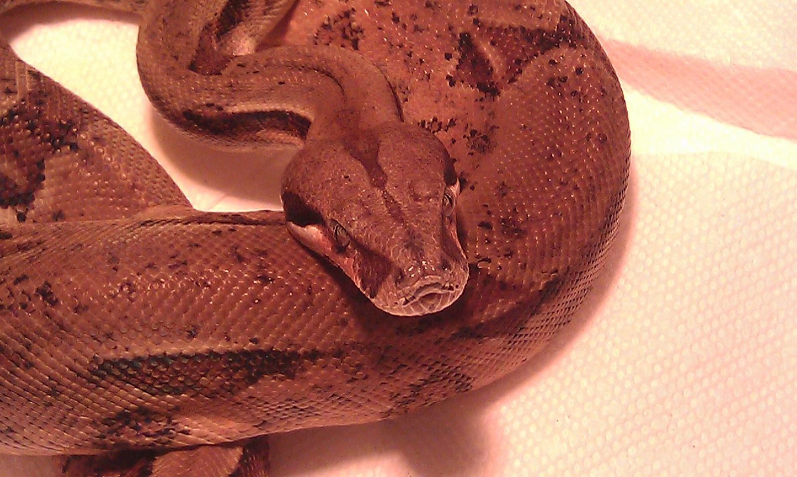 Rocky, the Salmon Columbian Red Tail Boa :)