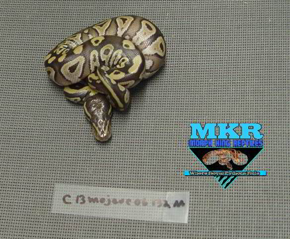 Mojave male