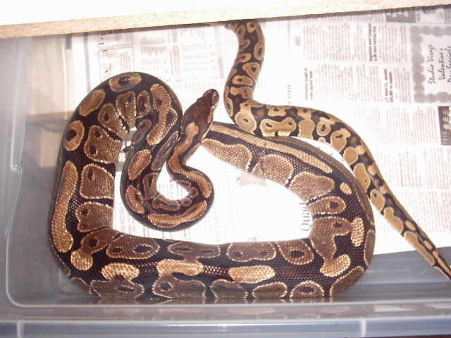 snake gang