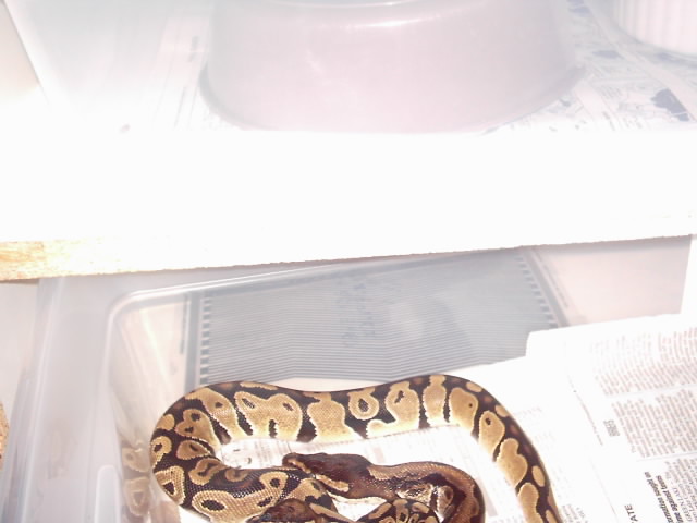 snake gang