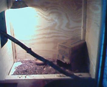 pics of my bp