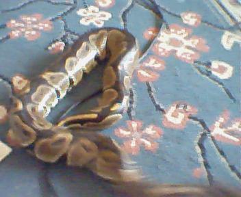 pics of my bp