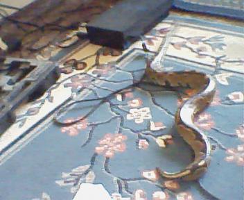 pics of my bp