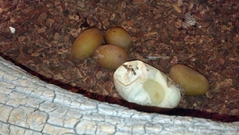 Milos eggs