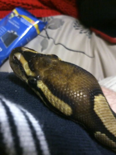 Ball python.