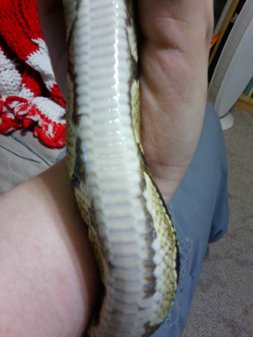 Ball python.