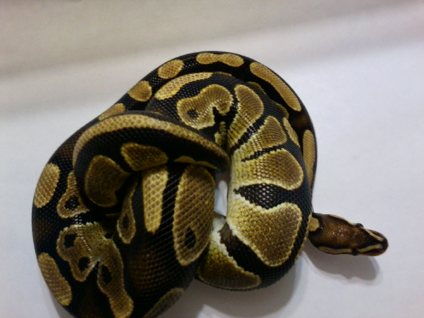 Ball python.
