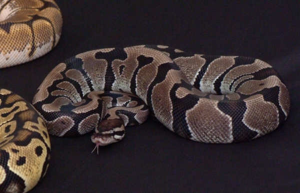 Axanthic Het Albino