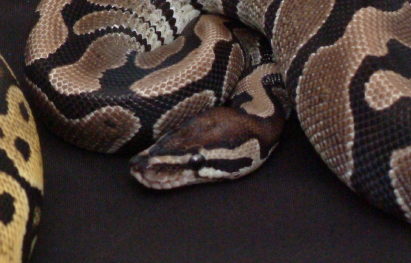 Axanthic Het Albino