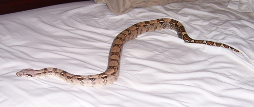 Female Boa