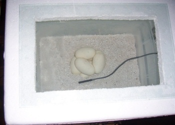 Ball Python Eggs