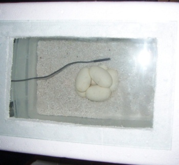 Ball Python Eggs