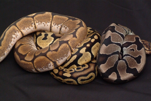 Ball Pythons