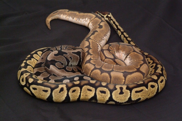 Ball Pythons