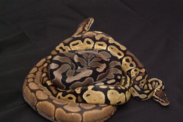 Ball Pythons