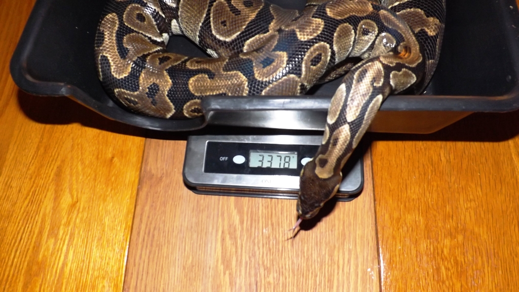 Does This Scale Make My Butt Look Big
