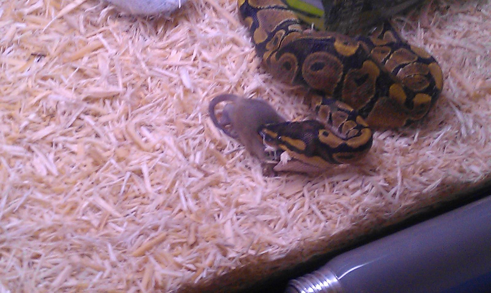 My BP girls