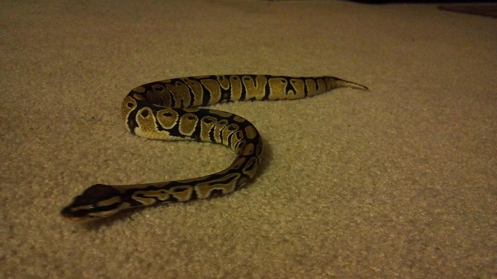 Random pictures of my snakes.