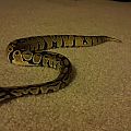 Random pictures of my snakes.