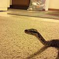 Random pictures of my snakes.