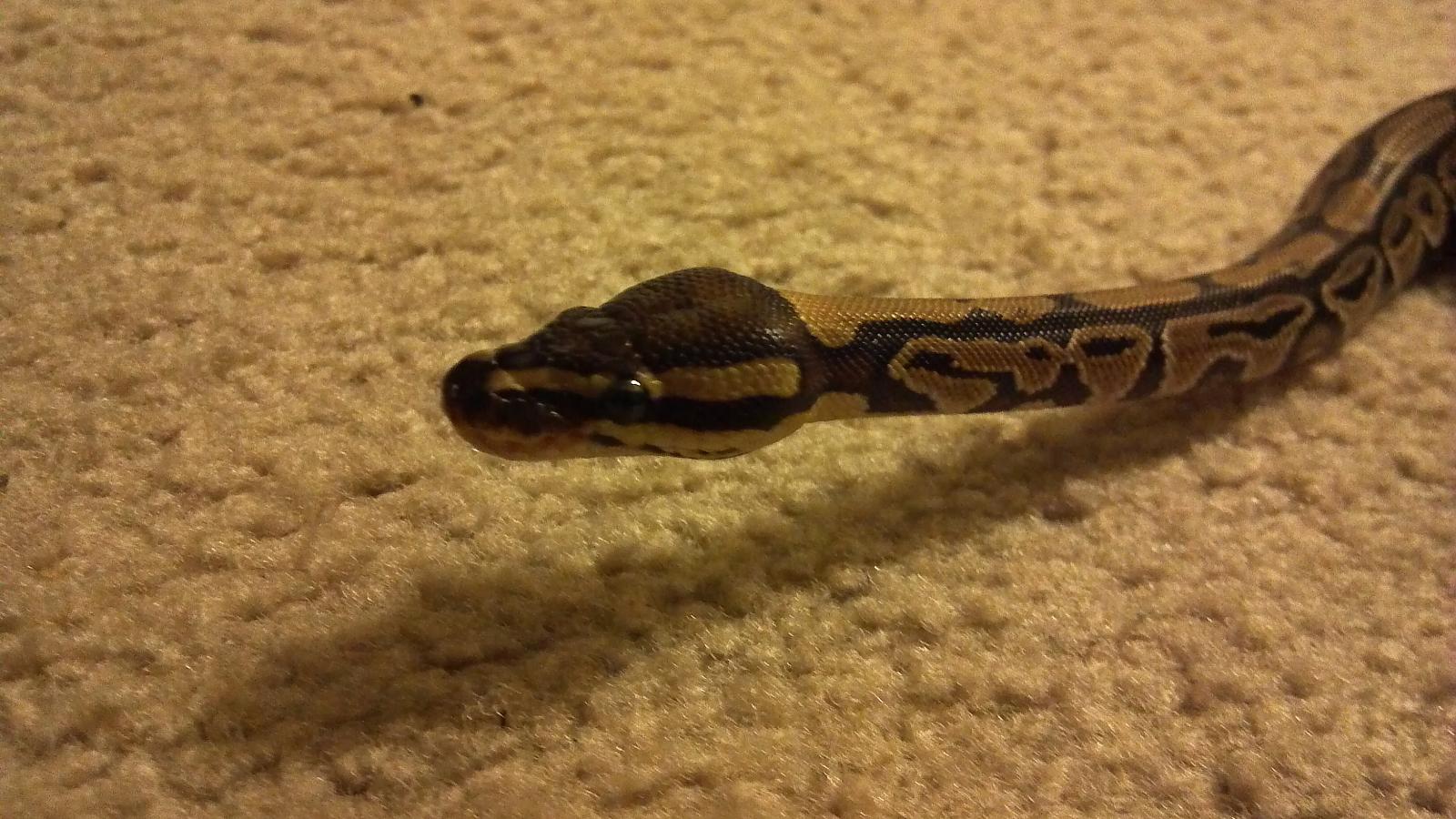 Random pictures of my snakes.
