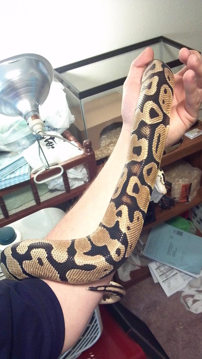 Random pictures of my snakes.