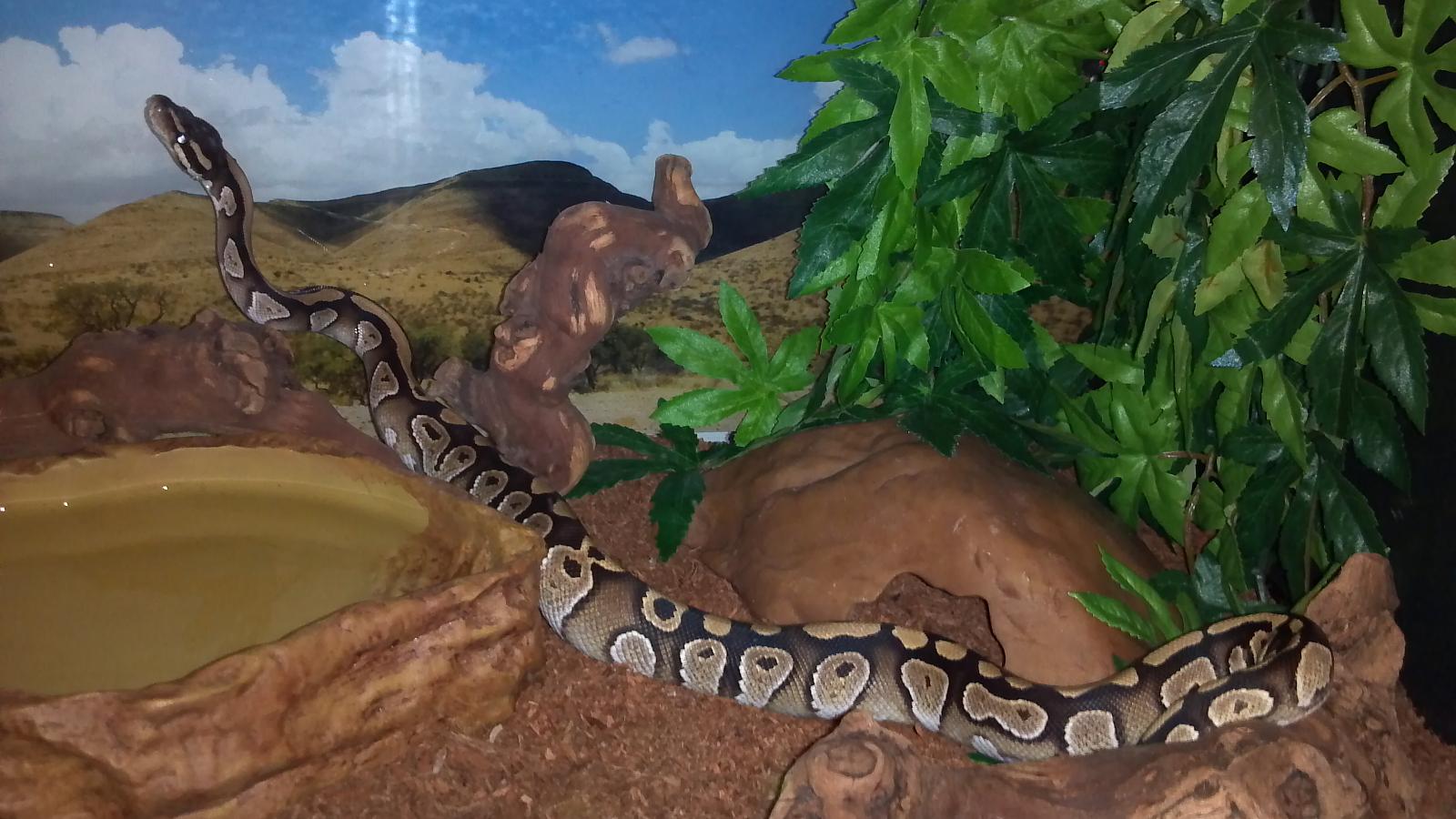 Random pictures of my snakes.